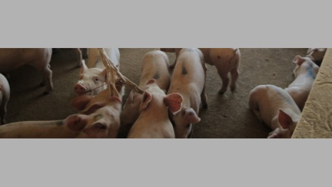 Toma de muestras de fluido oral