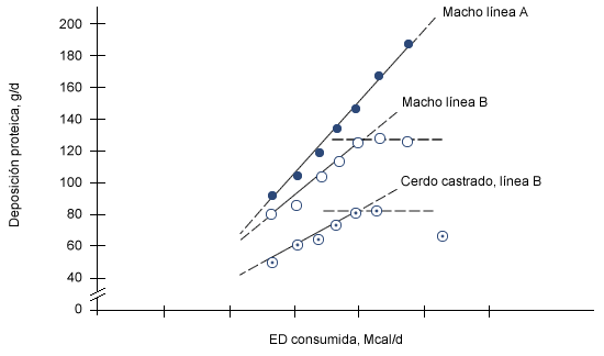 Relación entre el consumo de energía y la deposición de proteína para dos líneas de machos y de cerdos castrados de los 45 a los 90kg de PV