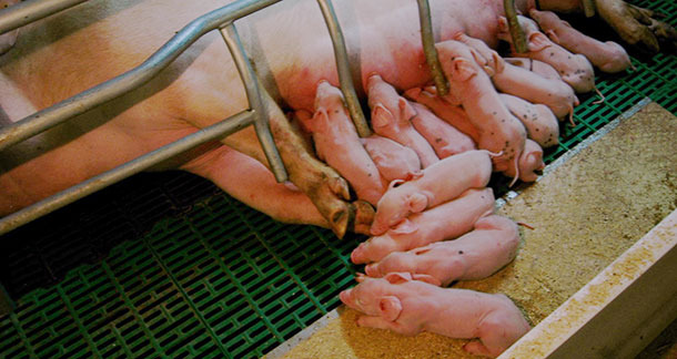 El dilema de las adopciones al primer día de vida