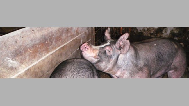 Boars