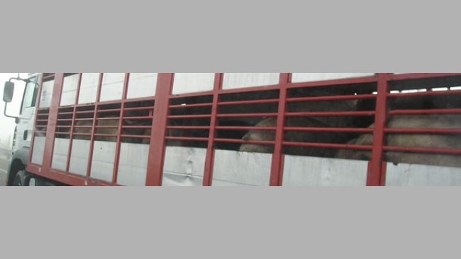 Camión transporte cerdos al matadero