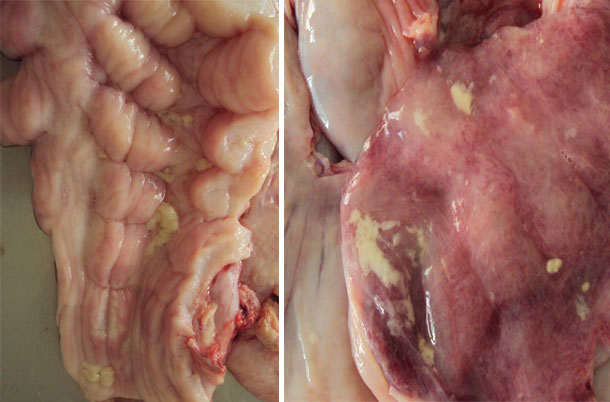 Presença de muco na mucosa da cervix e na mucosa uterina