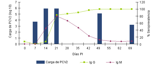 La relación entre el nivel (o % de animales con respuesta positiva) de IgM e IgG es indicativo del momento en que se ha iniciado la infección o circulación vírica