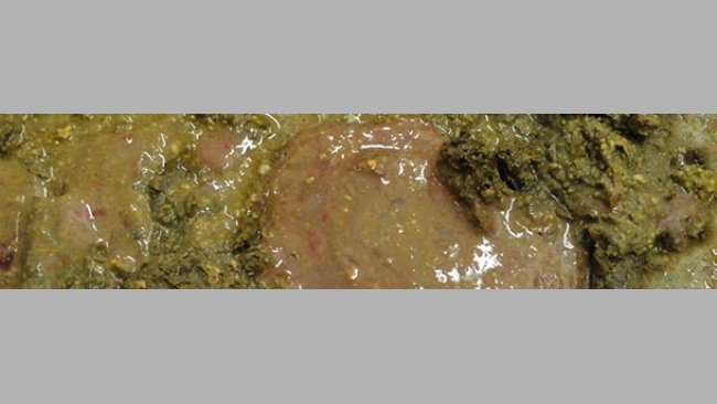 Diarrea con sangre y moco de un cerdo infectado con Brachyspira hyodysenteriae