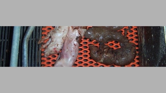 Numerous aborted foetuses are clearly mummies and have been dead in utero for some time