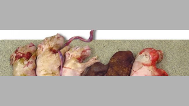 Camada de una cerda infectada experimentalmente con PCV2 en el momento de la inseminación. Nótese el pequeño tamaño de la camada y la presencia de dos fetos  momificados.