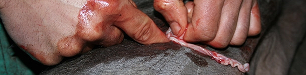 Castración de hembra ibérica