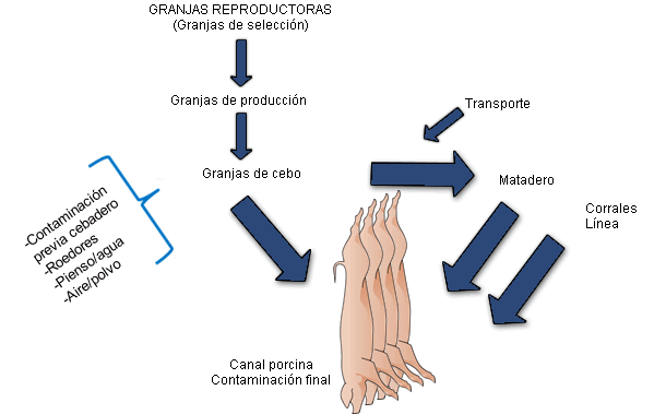 Figura 1. Influencia de las diferentes fases de producción en la contaminación                  de la siguiente fase y en la contaminación final de la canal
