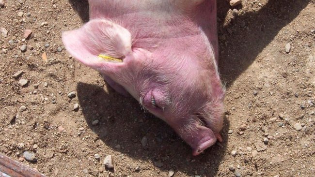 Seguimiento en la fase de crecimiento (III)