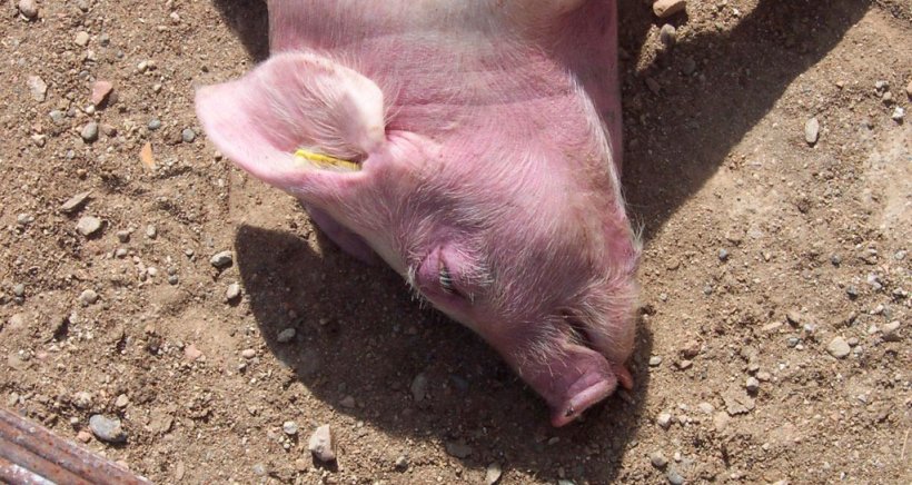 Seguimiento en la fase de crecimiento (III)