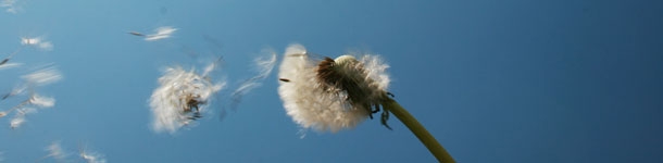 Calidad del aire en producción porcina (II)