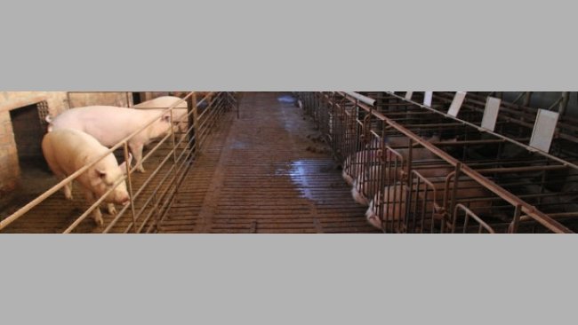 Cerdas en grupo y en jaulas