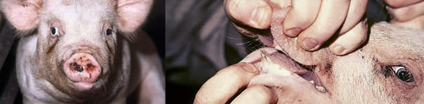 Trastornos de la sala de parto al matadero (los s&iacute;ntomas)