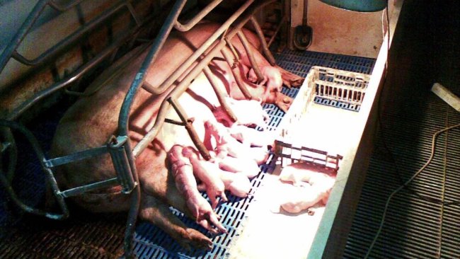 Una cerda con su camada