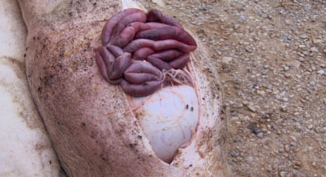 Necropsia de un cerdo afectado por úlcera gástrica