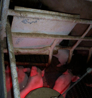 Chapa metálica para proteger a la cerda de la luz y el calor del foco.