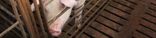 Cerda de reposición