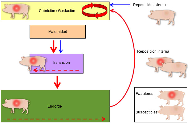 Mechanism of perpetuation of PRRSV infection in a breeding herd