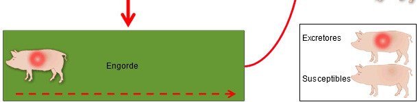 Mechanism of perpetuation of PRRSV infection in a breeding herd