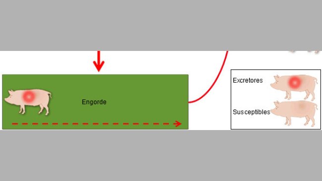 Mechanism of perpetuation of PRRSV infection in a breeding herd