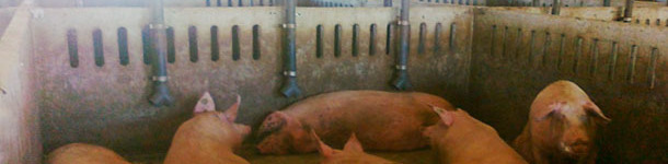 Caída de pienso directamente al suelo