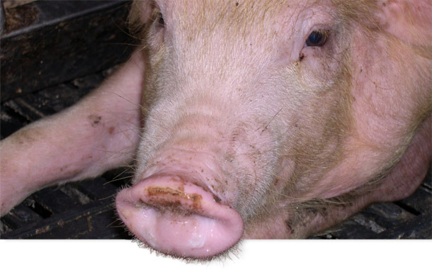 Se detectaron casos de PRRS e influenza porcina en cerdos de 6 semanas.