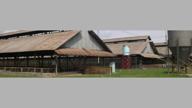 Naves de engorde típicas del sureste asiático