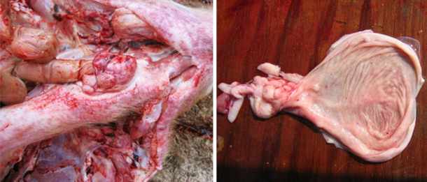 Necropsia de un cerdo de engorde afectado, nótense las hemorragias en los ganglios faríngeos y la vejiga.