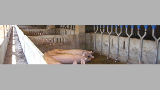 Comederos longitudinales tipo canal con dosificadores caída individuales, con separación