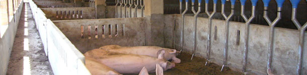 Comederos longitudinales tipo canal con dosificadores caída individuales, con separación