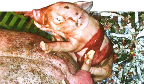 Lechón manchado con meconio, indicador de sufrimiento fetal
