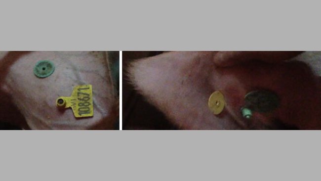 Identificamos la cerda con el número definitivo en 2 crotales