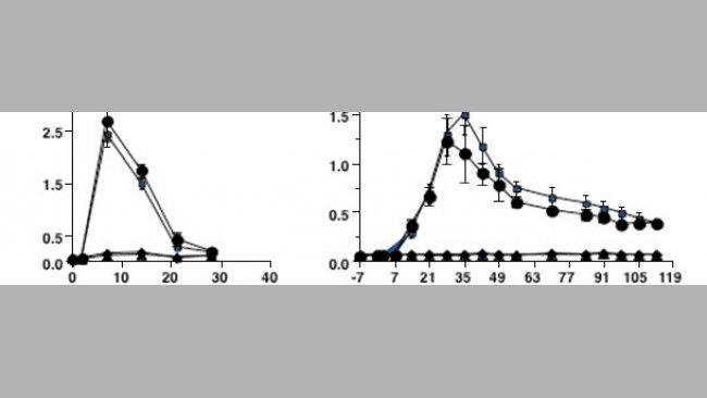  Cinética de la respuesta de anticuerpos frente a una infección por PRRSV tipo 2