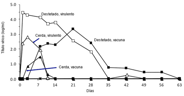 Efecto de la edad del cerdo sobre la multiplicación del PRRSV