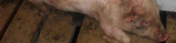 Toma de hisopos nasales de lechones en transición para la detección de M. hyorhinis.