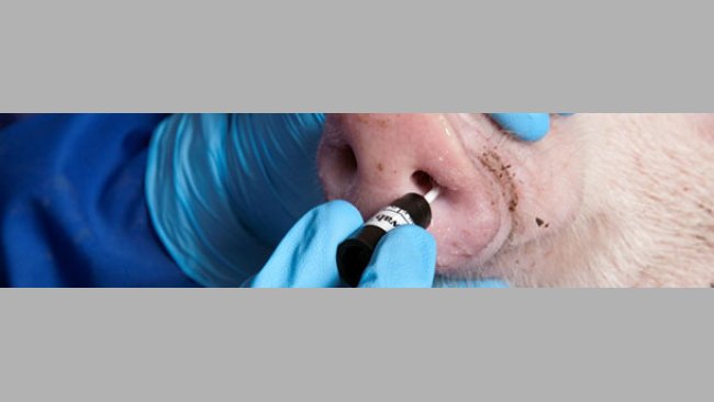 Toma de muestra por hisopado nasal.
