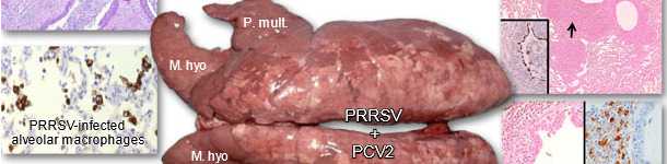 Pulmones de un cerdo afectado por PRDC