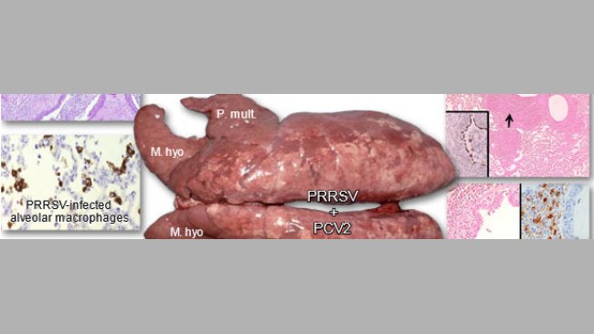 Pulmones de un cerdo afectado por PRDC