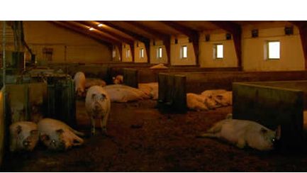 Cerdas gestantes en grupo