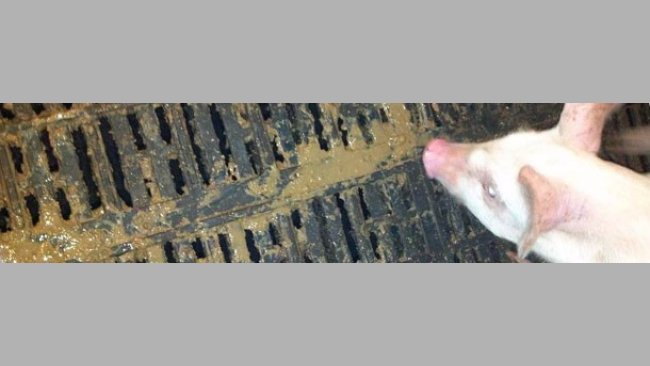 Diarrea en transición