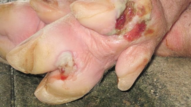 Cojeras y lesiones en los pies de cerdos de engorde