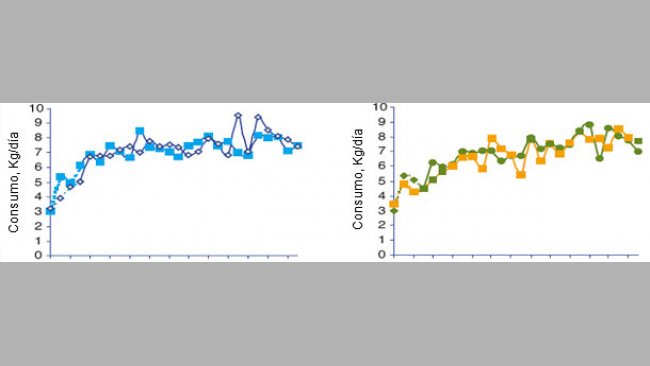 Evolución del consumo medio diario de las cerdas según el lote en el momento de la transición alimentaria (