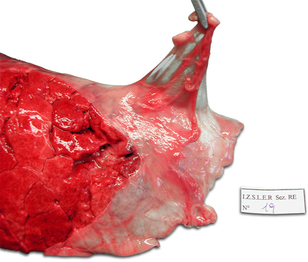 Pulmón izquierdo de un cerdo. Pleuritis dorso-caudal crónica que afecta la parte craneal del lóbulo diafragmático. Desprendimiento típico de la pleura.