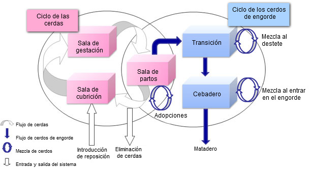 Representación del modelo de dinámica de oblación en cerdos