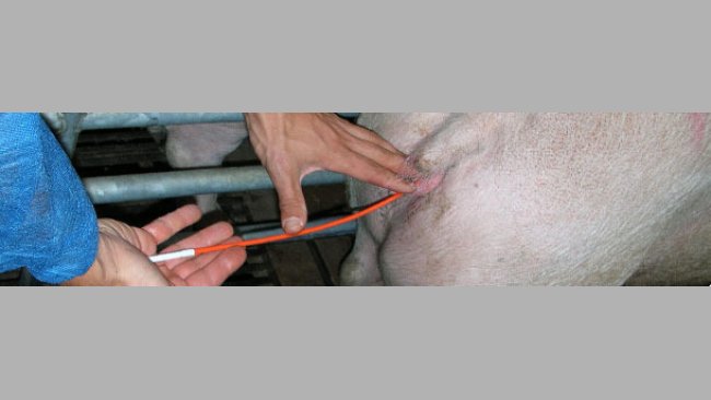 Inseminación artificial en porcino