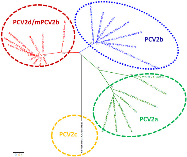 Relación entre los principales genotipos de PCV2 basados en la comparación de la ssecuencias ORF2