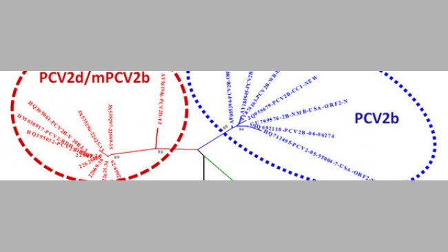 Relación entre los principales genotipos de PCV2 basados en la comparación de la ssecuencias ORF2
