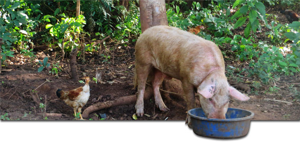 Cerdo de traspatio en Gulu, Uganda, donde regularmente aparecen brotes de PPA.