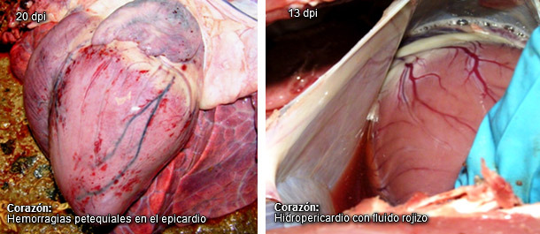 Corazón con hidropericardio y petequias