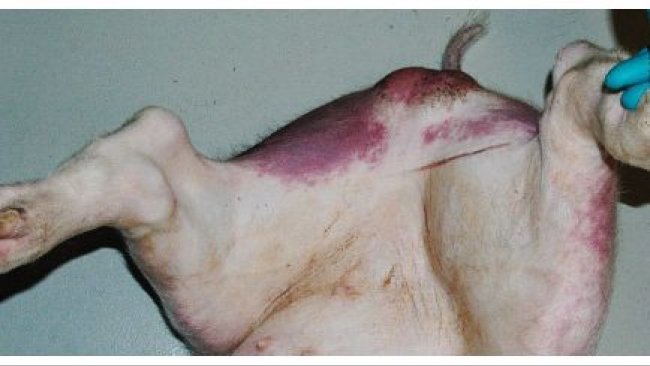 Enrojecimiento y cianosis en las patas traseras